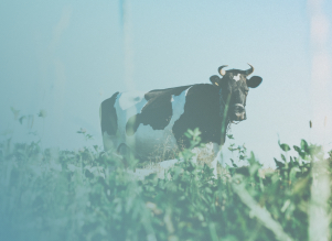 Молочная продукция